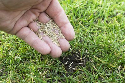 Commercial Grass Seeding in Ventura County, CA