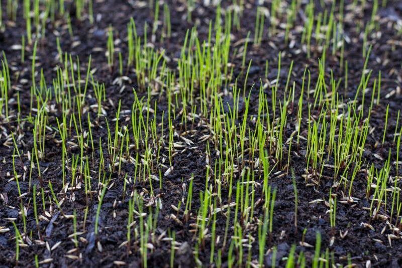 Grass Seeding Service in Honolulu, HI