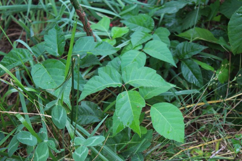 Poison Oak Removal in West Chester, PA