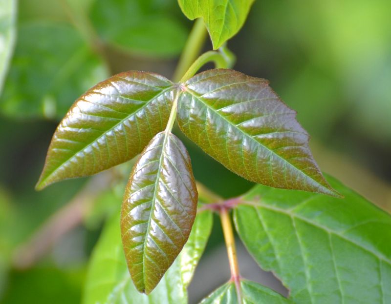 Poison Oak Removal in Lancaster, PA