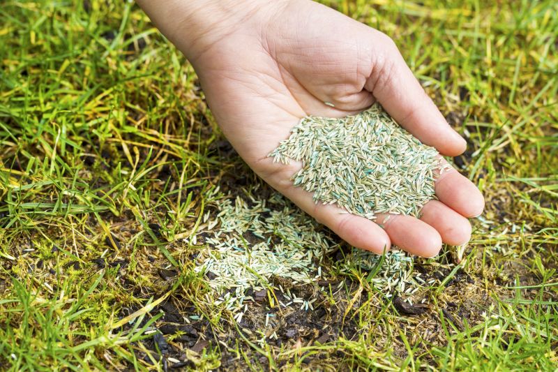 Residential Grass Seeding in Ventura County, CA